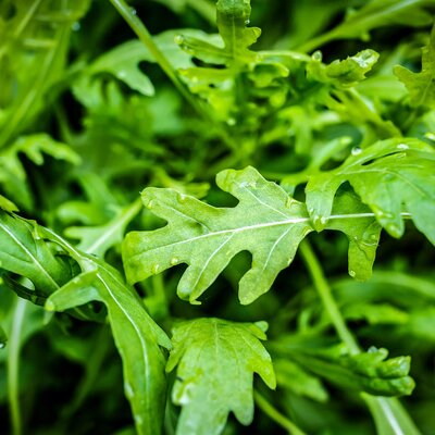 BIO Rucola STARKL